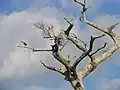 Ibis on the Loxahatchee