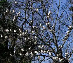 A tree with no leaves showing dozens of white birds sitting on its branches