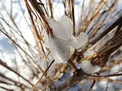 Ice formation on Isodon henryi exuded far from the ground.