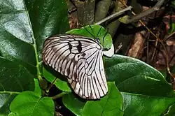 Laying an egg