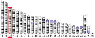 Chromosome 3 (human)