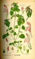 1885 illustration