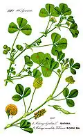 Color plate: M. arabica top; M. lupulina bottom.