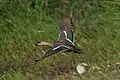 In flight with distinctive green speculum