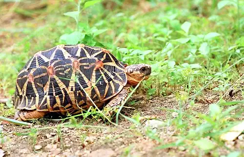 Lateral view