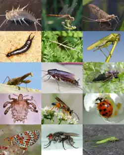 A side-by-side picture of insect species from fifteen different orders