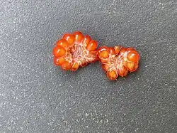 A berry split in half, showing hairs inside.