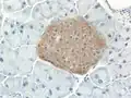 Mouse islet immunostained for insulin