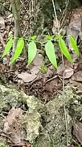 Seedling in karst, Guam