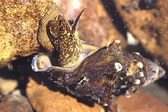 Family Pleuroceridae, Io fluvialis.