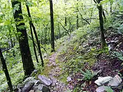 Trail up the mountain, 2014