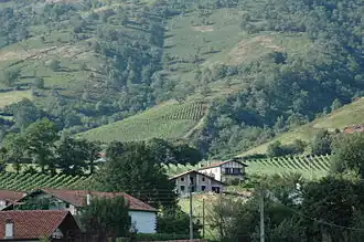 Vineyards