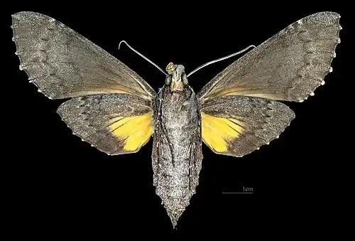 Female ventral