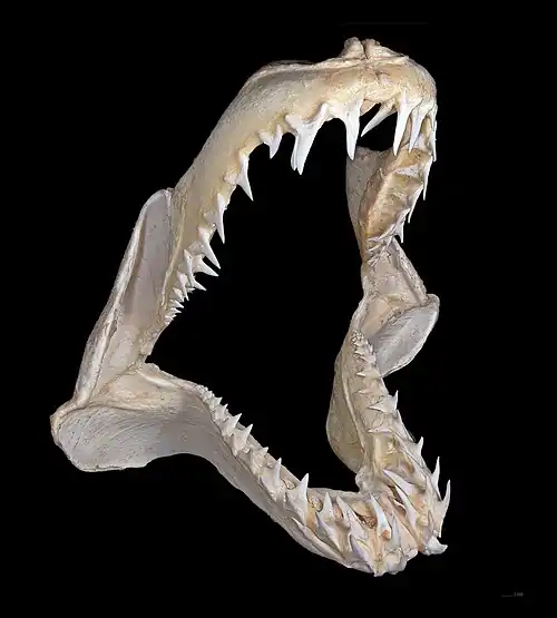 Image 16 Jaw of a shortfin mako shark More selected pictures