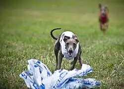 An Italian greyhound wearing a white vest chasing a plastic lure. A second dog wearing a red vest tries to catch up in the background.