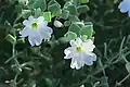 Mirabilis laevis var. villosa
