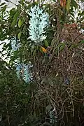 Jade Vine