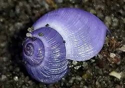 Janthina exigua