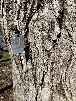 Juglans ailantifolia bark at the Cornell Botanic Gardens
