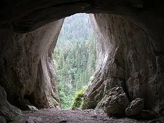 Pawlikowski's Window