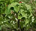 Jatropha podagrica in Hyderabad, India