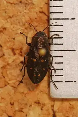 Phaenops drummondi, Canada