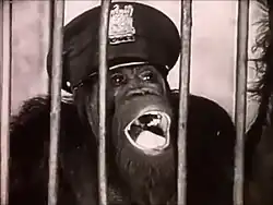A black and white photograph of an orangutan with its mouth open sticking its head through metal bars. It is wearing a police hat.