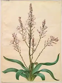 Asphodelus ramosus by Hans Simon Holtzbecker, 1649–1659, gouache on parchment, 50.5&nbsp;cm ×&nbsp;38.5&nbsp;cm (20&nbsp;in ×&nbsp;15+1⁄4&nbsp;in)