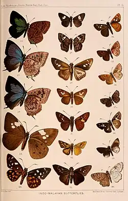 Coladenia laxmi (de Nicéville, [1889]) in Lionel de Nicéville, 1891 On new and little-known butterflies from the Indo-Malayan region
