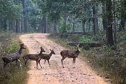 Achanakmaar Tiger reserve
