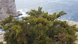 Juniperus turbinata