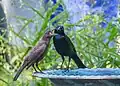 Juvenile and adult together