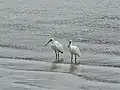 Royal spoonbill in the harbour at Kiwi Esplanade