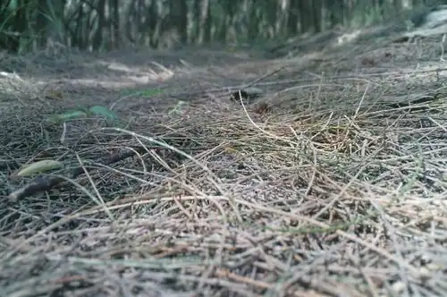 K.Pudur Village Casuarina Grove