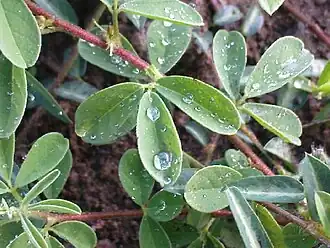 K.Pudur Village Green plants dew point