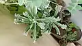 Plantlets on leaves