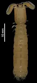 Kasim philippinensis, museum specimen