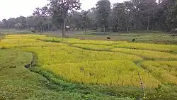 Paddy Fields on the sides of Kattikkulam Mysore road.