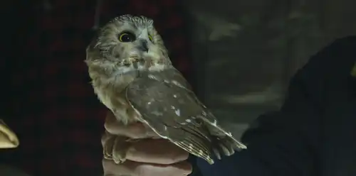 Northern saw-whet owl caught during annual Kelleys Island Owl Banding.
