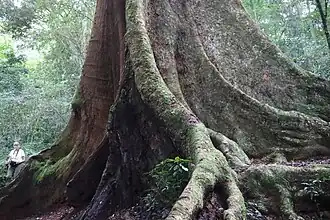 Base of a large tree with buttress roots, much larger than the person sitting by it