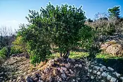 A closer look of the Mulberry tree and the remains