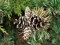 female cones