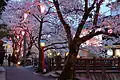 Kinosaki Onsen cherry blossoms