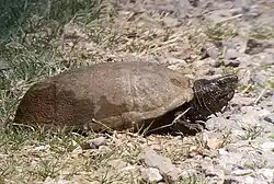 In Arizona