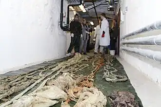 #69 (10/4/1896) and others, View from the other end of the corridor, showing the tentacles of the three more-or-less complete specimens and various other assorted giant squid parts (see also tentacular club being examined)