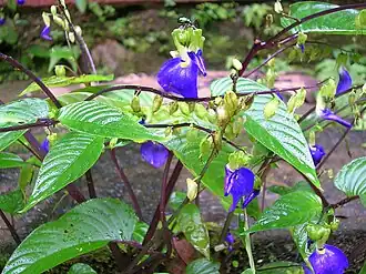 Rhynchoglossum notonianum