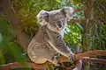 Koala in Pairi Daiza