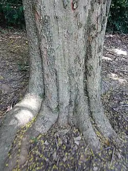 Bark and trunk base