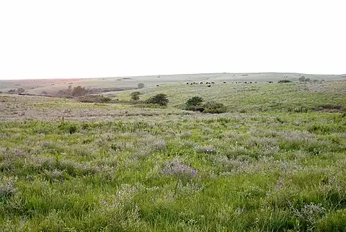 Bunch-tussock grasses in the Konza tallgrass prairie