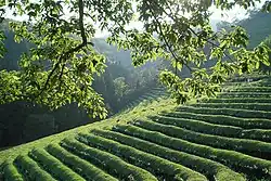 Green tea field
